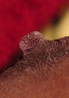 Ebony Amber strips naked, Layla Monroe (amb061) ATK Exotics: Layla Monroe (Ebony Amber strips naked)