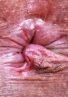 Naudi Nala is ready for a good workout from ATK Exotics Naudi Nala from ATK Exotics