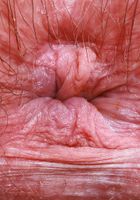 Annabelle Lee Big Hairy Pussy Spreads from ATK Petites Annabelle Lee from ATK Petites