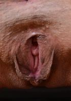 Lilly Hall in latinas, Lilly Hall (lil090) ATK Exotics: Lilly Hall (Lilly Hall in latinas)