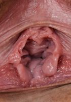 Luna Leve in latinas, Luna Leve (lun008) ATK Exotics: Luna Leve (Luna Leve in latinas)